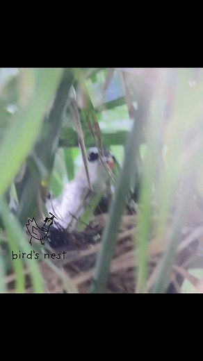 Nest watch #yvbb | De Sotnass