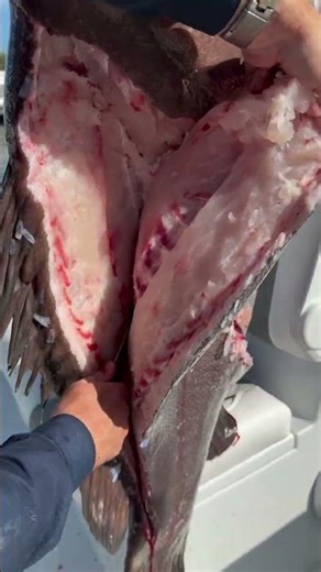 How to Fillet Warsaw Grouper! The Warsaw grouper (Hyporthodus nigritus) is a massive deep-water