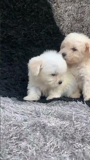 Lahsa Apso