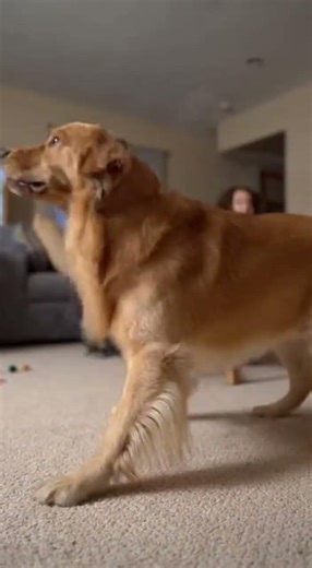 Hero Dogs Save Their Families From Fire! 🐕🔥💨