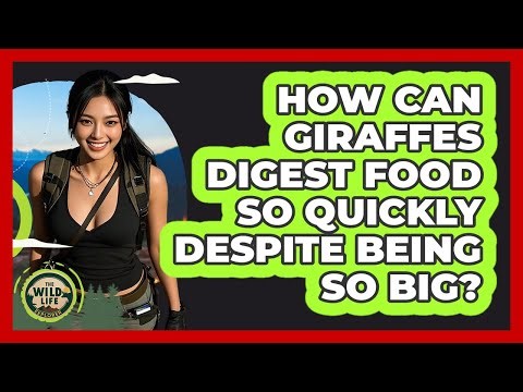 How Can Giraffes Digest Food So Quickly Despite Being So Big? - The Wild Life Explorer
