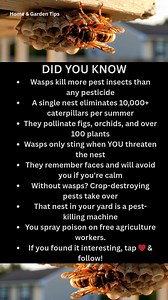 You hate wasps. Your food supply depends on them. 🐝 Wasps kill more crop pests than any chemical pesticide. One nest eliminates 10,000 caterpillars per summer. They pollinate plants bees won't touch. They only sting when YOU threaten the nest. Stay calm? They remember your face and leave you alone. That "angry" wasp is doing free agricultural work in your yard. You're spraying your farm laborers. #didyouknow #wasps #wildlife #naturefacts #pestcontrol #pollinator #misunderstoodanimals #gardening