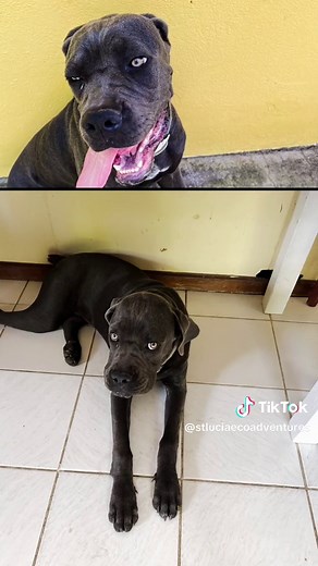 Experience the breathtaking beauty of Saint Lucia's iconic Pitons with our exclusive scenic tour! Embark on an unforgettable journey as you soak in panoramic views of these majestic twin peaks rising from the Caribbean Sea. Let our knowledgeable guides lead you through lush rainforests, hidden waterfalls, and picturesque coastal villages. Book your adventure today and create memories that will last a lifetime! #StLuciaEscape #EcoAdventures #saintluciaecoadventures #travelsaintlucia #CaribbeanCru