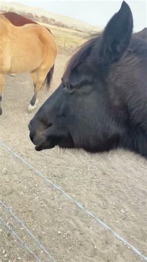 #horse#cute#funny#fyp#horsecore