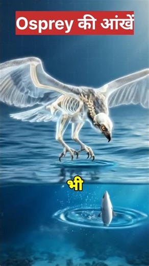 This bird sees its prey from 100KM away 😨 Osprey Secret Vision #shorts #education #viralvideo