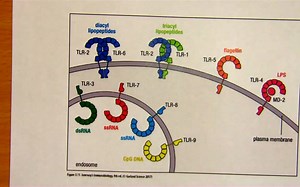 课堂 Feb 27 Innate responses to infections complement