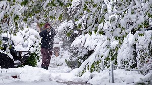 Here's what to do about trees damaged by Colorado's late-spring snow storm