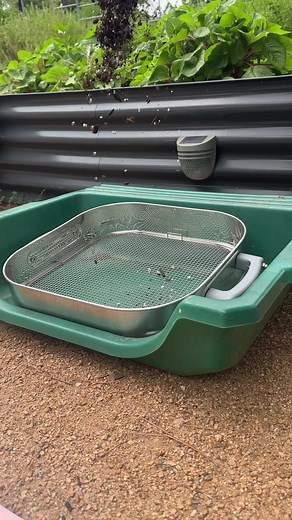 Sift your way to a healthier garden with Vego Garden’s Sifter! From sifting your soil or worm castings to using it as a harvest basket, it’s a must-have for any green thumb. How will you use your sifter? 🌿 https://bit.ly/44gXZDK | Vego Garden