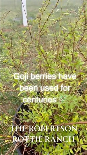 Goji Berries Growing in the Blue Ridge Mountains