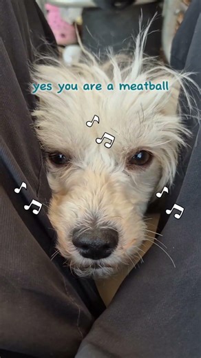 cindi loves meatballs 😋 #puppy #chinesecrested #powderpuff