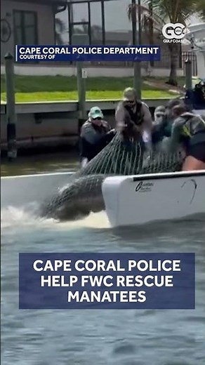 Mother and baby manatee rescued in Florida canal after boat strike