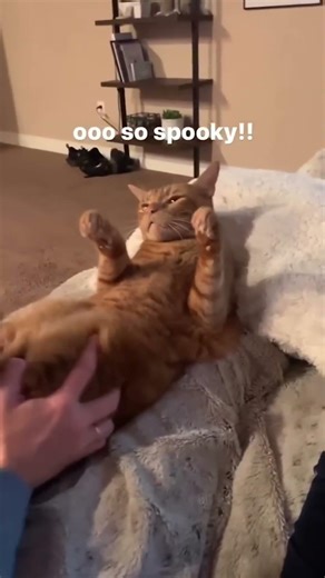 These Cats Are Too Cute To Be Real