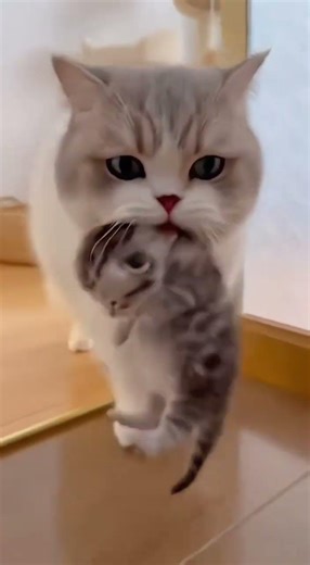 Wait, Did I Drop Something? Mommy Cat Fails at Carrying Her Kitten 貓媽媽專業載運卻中途「掉貨」！母子原地愣住現場 #MommyCat