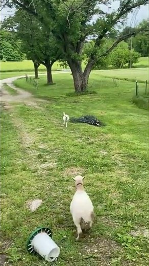 Cute Goats Run to You! 🐐💨 (Amazing Agility!)