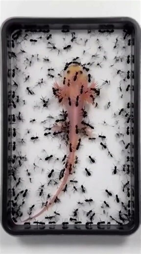 Ant Swarm vs Axolotl – From Flesh to Skeleton | BioBites