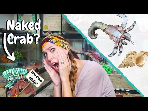 My Hermit Crab Left its SHELL! What Do I Do? || Naked Hermit Crab Help