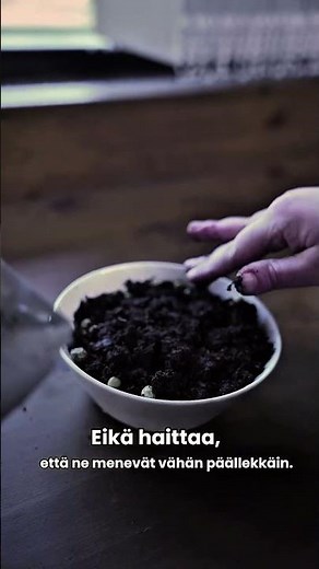 Herneen versojen kasvatus #plants #herne #verso