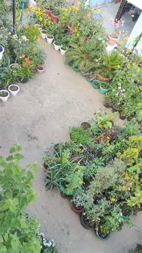 Odi the lab... enjoying evening in the garden 🏡😁 #shortsfeed #overview #gardenreels #blacklabrador