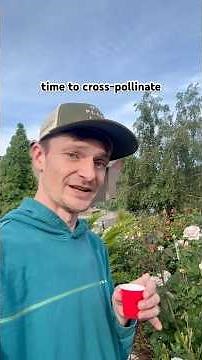 🧬Making a New Rose: How to Cross-pollinate 🌹