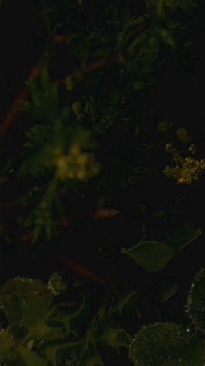 #nature view master 🌳 #nature #video #subscribe #viral #short #viral #video #trending #shortvideo 🌳