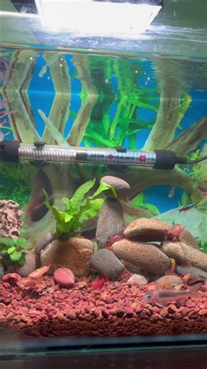 😘😘beautiful aquarium setup with pebbles stone and java fern || anubias plants #shorts #aquarium