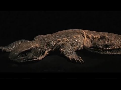 Monitor Lizard Decomposition Time Lapse | BBC Earth