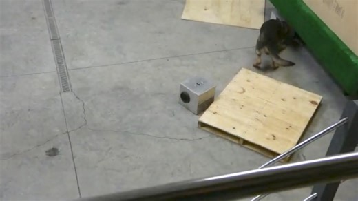 💥THE PREMACK PRINCIPLE 💥... - K-9 Services Unlimited LLC