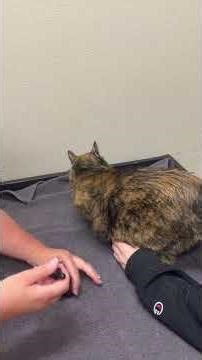 Pet glass dropper tech w Dr Nancy