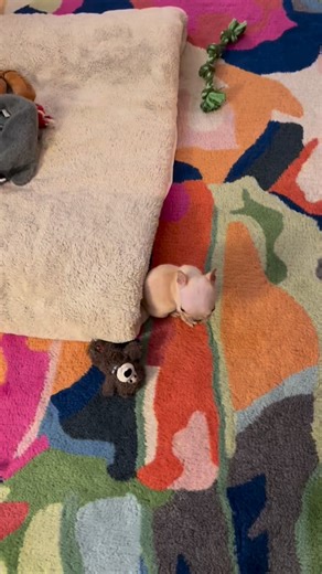 Cleft Rescue Unit (CRU) on Instagram: "LOOK AT LITTLE NICKY GO!!!!💨 All he’s been wanting to do is stay cozy by the fireplace 🔥 (we can’t blame him!) but he’s started to follow his foster momma around & explore! Way to go, little buddy!"