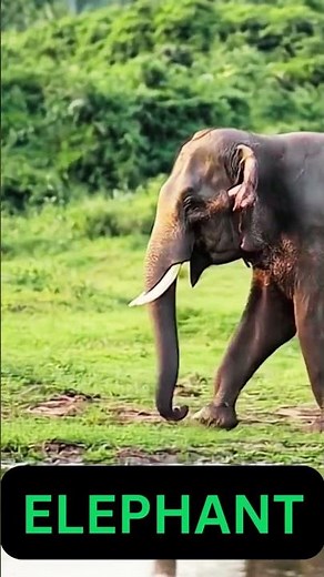 Elephant Sound #elephantsound #elephant