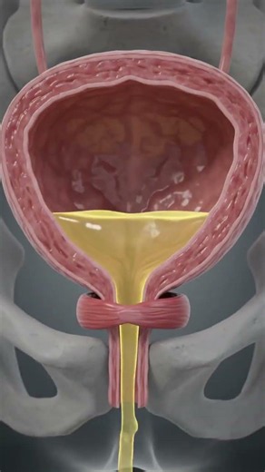 The Amazing Job of Your Bladder Explained! 🩺 #bodyfacts #medicalanimations #shorts #humananatomy