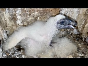 Baby Turkey Vulture Series, Watch Me Grow! | Episode 4