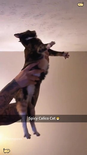 Understanding Calico Cat Behavior and Care Tips