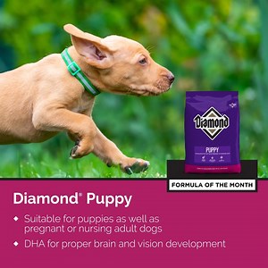 Our Formula of the Month is for all the puppies, as well as pregnant or nursing adult dogs! 🐾 Our Diamond® Puppy Formula is made with a balance of fat, protein and other essential nutrients for proper growth. Learn more about this formula: dpf.pet/puppy. | Diamond Pet Foods