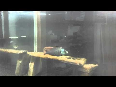 African Cichlid Tramitichromis Intermedius
