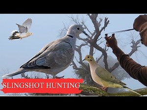 Mastering Dove Shooting with Slingshot|Precision and Accuracy