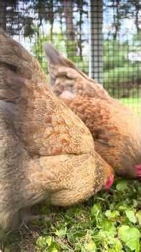 The chicken girls were very chatty in the new grass. Pardon all the chicken butts🤪🐥 #chickengirls
