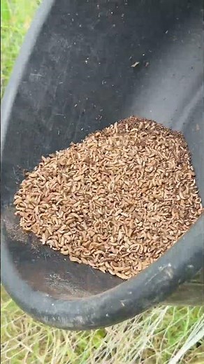 Feeding the black soldier fly larva to fish or livestock rapidly boosts their growth by 100%