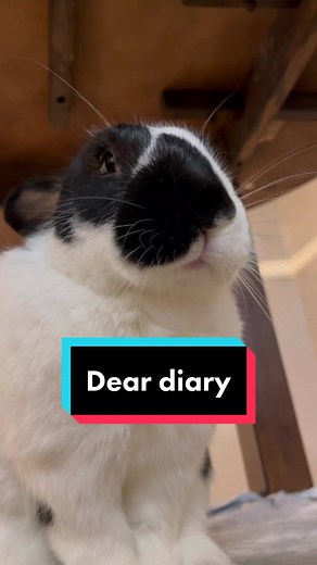 Official Rabbit Complaint: Dear Diary