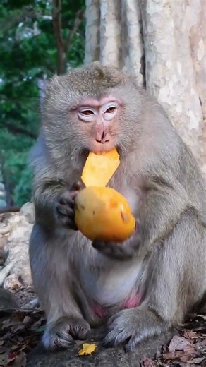 Monkey Kingdom 2026 Vol 140