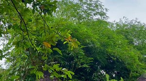 Satu-satu tempat di Jakarta yang punya bambu | Gabriel Mahal