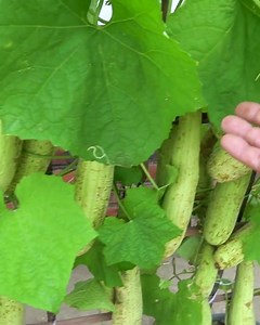 57K views · 405 reactions | How to Grow Luffa in Plastic Bottles for Faster Harvests and Bigger Yields | DIY Balcony Garden | Facebook