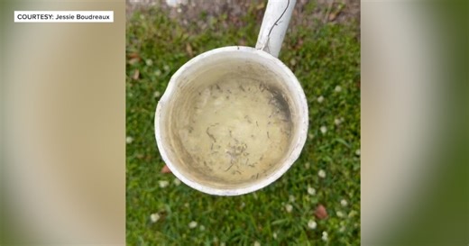 After last year’s spike, St. Martin Parish starts mosquito season at lower levels