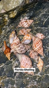 46K views · 2.6K reactions | Sand dollars, shells & a sea roach?荒 Found on the gulf coast in Pinellas county, Florida. #shelling #seashells #sanddollar #beachfinds #swfl | Let's Go Shelling | Facebook