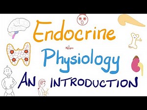 Endocrine Physiology (Part 2) | Endocrinology
