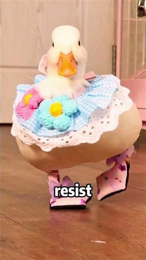 “Super cute call duck!”#shorts #youtubeshorts #callduck #cute