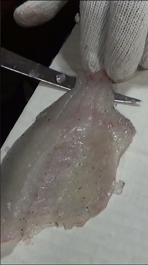 HOW TO CLEAN A BLUEGILL - BONELESS