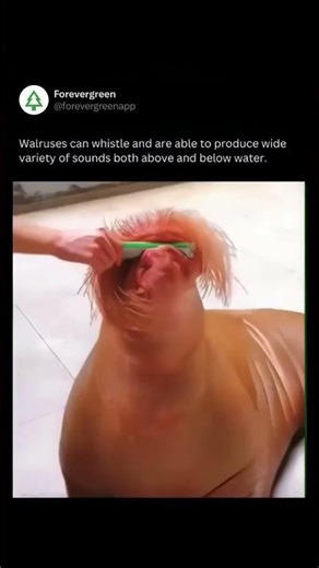 The Whistling Walrus: Nature’s Arctic Vocalist