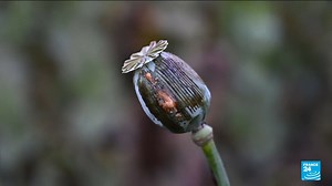🇲🇲 Opium poppy (the active ingredient in heroin) production in #Myanmar has ramped up dramatically following the 2021 military #coup, as political and economic turmoil drove farmers to cultivate the crop. | FRANCE 24 English