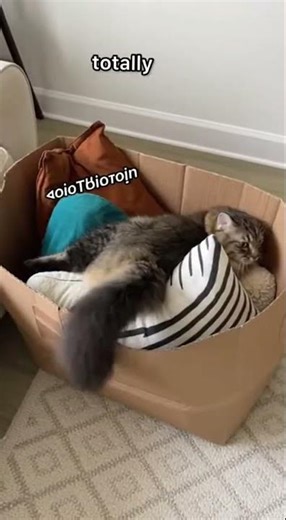 Cat Attempts the Impossible Jump… FAILS Instantly 😂🐱💀 #funny #trending